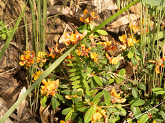 Pultenaea myrtoides