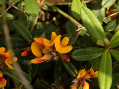 Pultenaea myrtoides