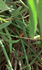 Oncopeltus cingulifer