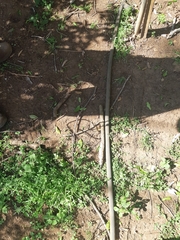 Thelotornis capensis