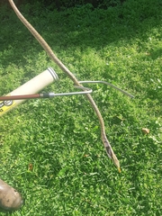 Thelotornis capensis