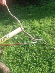 Thelotornis capensis