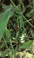 Oncopeltus cingulifer