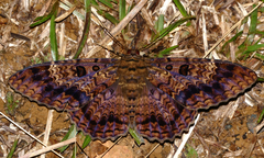 Feigeria scops
