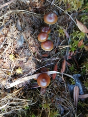 Psilocybe fuscofulva