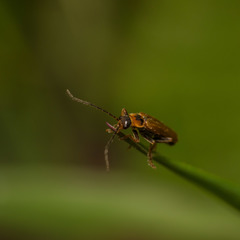 Cantharis figurata