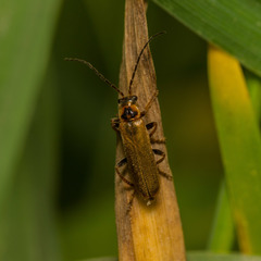 Cantharis figurata