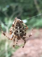 Araneus diadematus