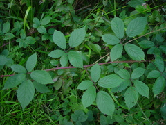 Rubus lindleianus