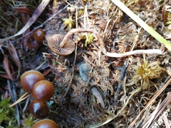 Psilocybe fuscofulva