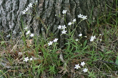 Cerastium velutinum