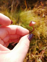 Psilocybe fuscofulva