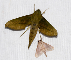 Xylophanes elara
