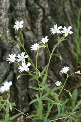 Cerastium velutinum