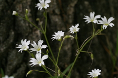 Cerastium velutinum