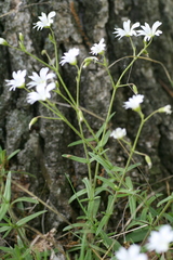 Cerastium velutinum