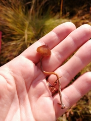Psilocybe fuscofulva