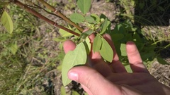 Desmodium tortuosum