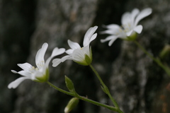 Cerastium velutinum