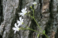 Cerastium velutinum