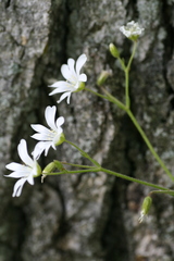 Cerastium velutinum