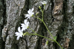 Cerastium velutinum