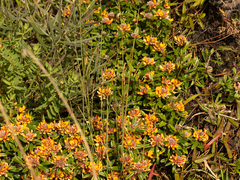 Pultenaea myrtoides