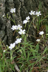 Cerastium velutinum