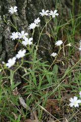 Cerastium velutinum