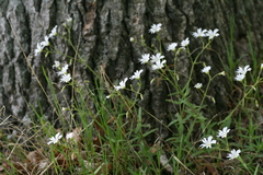 Cerastium velutinum
