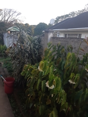 Thelotornis capensis