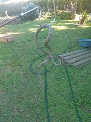 Thelotornis capensis