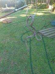 Thelotornis capensis