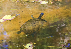Emydura macquarii