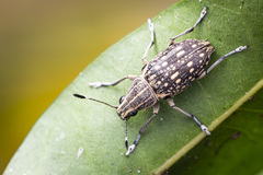 Acanthopygus albopunctatus