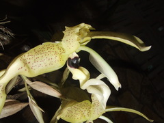 Stanhopea