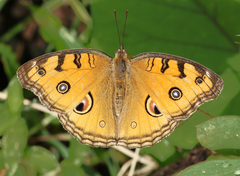 Junonia almana almana