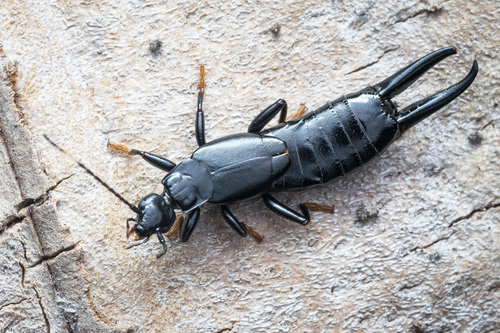 black earwig
