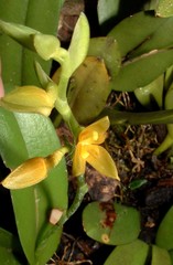 Acianthera erinacea