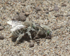 Melissodes pallidisignatus