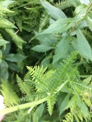 Achillea millefolium image