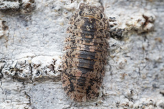 Pyrgoniscus cinctutus