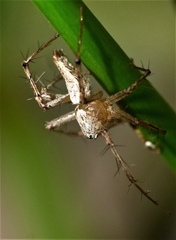 Oxyopes shweta