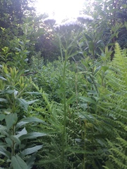 Achillea millefolium image
