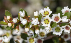 Thryptomene calycina