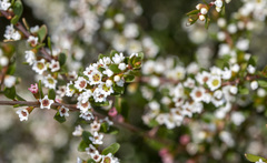 Thryptomene calycina