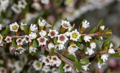 Thryptomene calycina