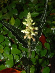 Goodyera bradeorum