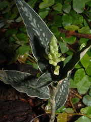 Goodyera bradeorum
