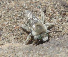 Melissodes pallidisignatus